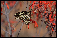 Insects