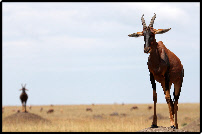 Other Animals