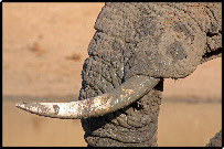Elephants