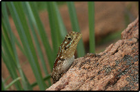 Reptiles